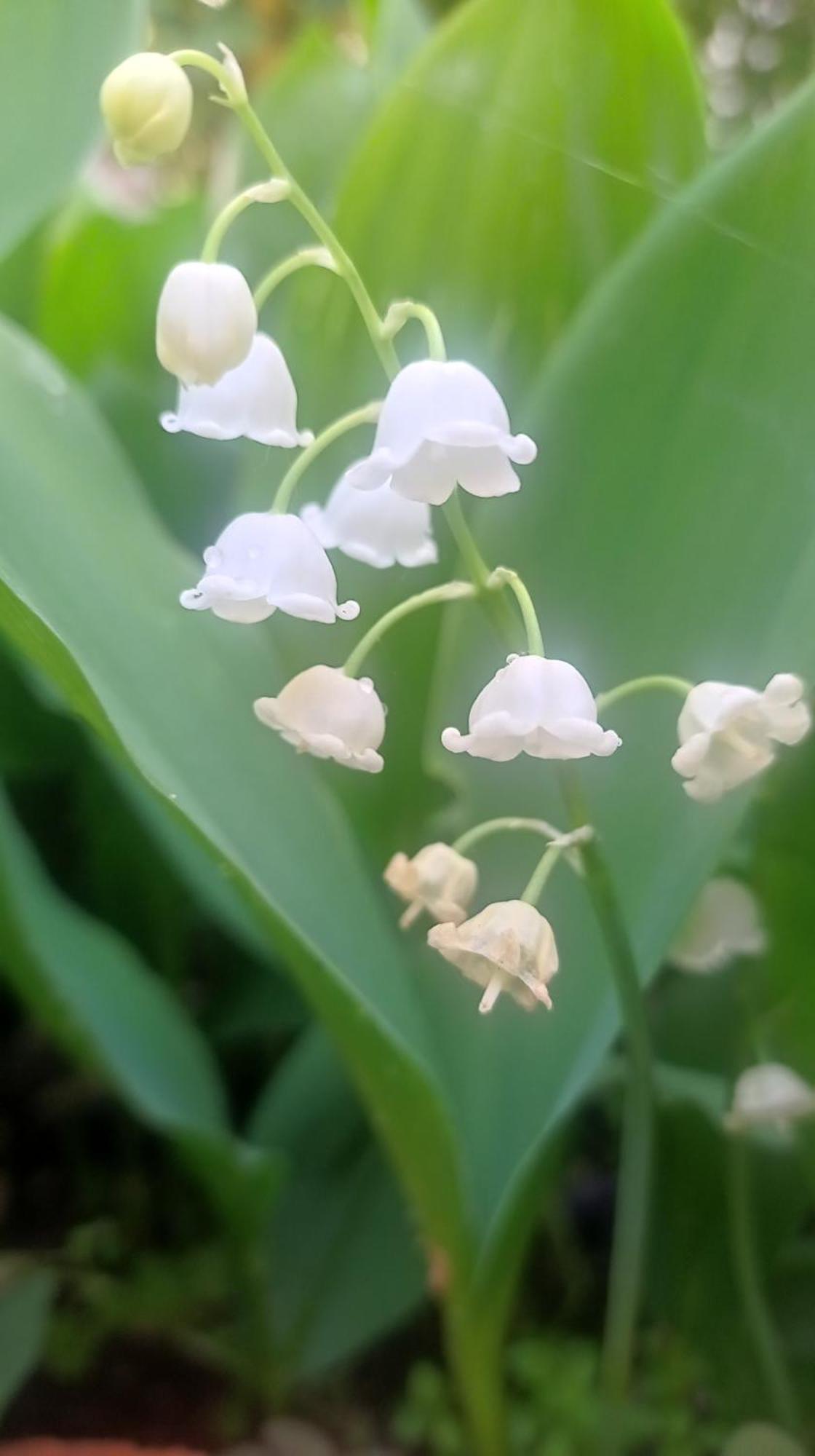 Belgrade Apartment Happy Garden المظهر الخارجي الصورة
