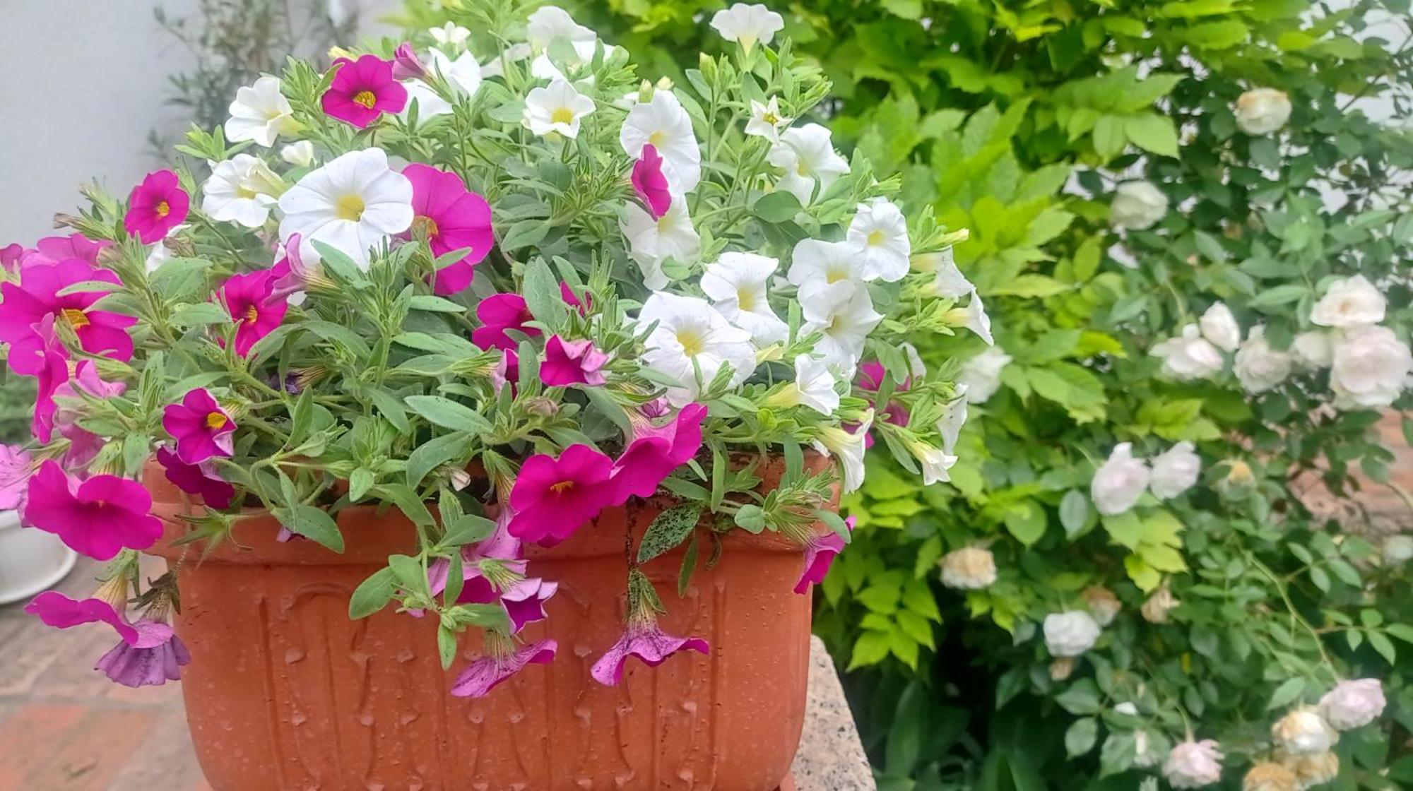 Belgrade Apartment Happy Garden المظهر الخارجي الصورة